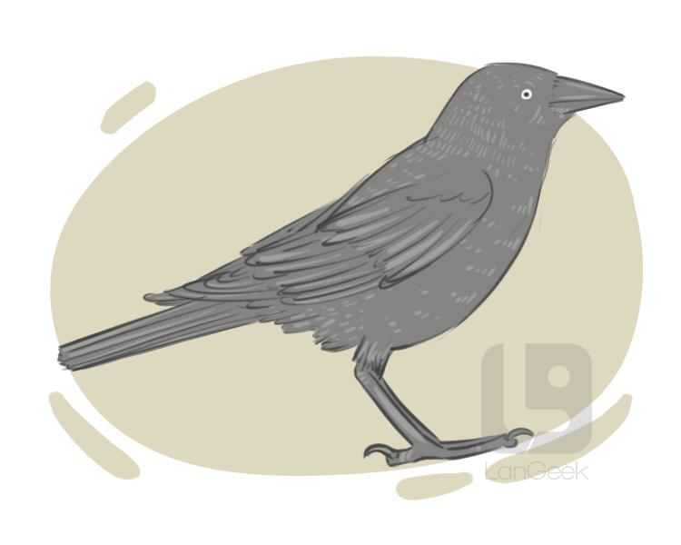 jackdaw definition and meaning