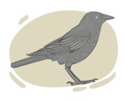 jackdaw