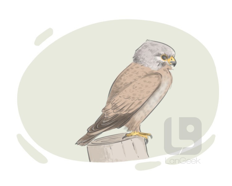 kestrel definition and meaning