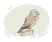 kestrel