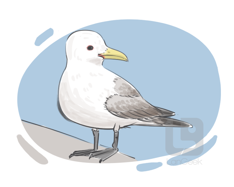 kittiwake definition and meaning