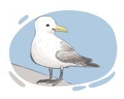 kittiwake