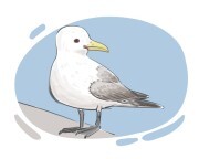 kittiwake