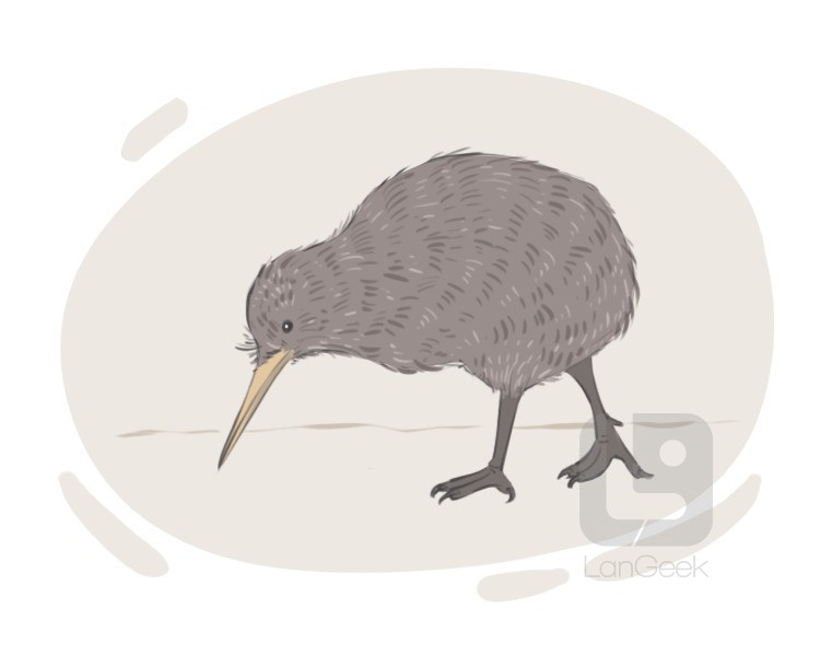 kiwi definition and meaning
