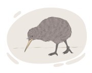 kiwi