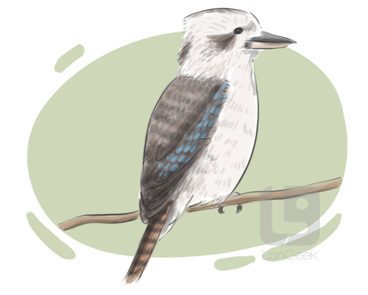 kookaburra definition and meaning
