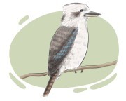 kookaburra