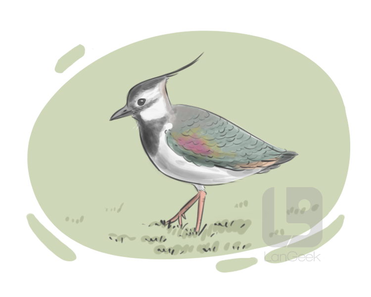 lapwing definition and meaning