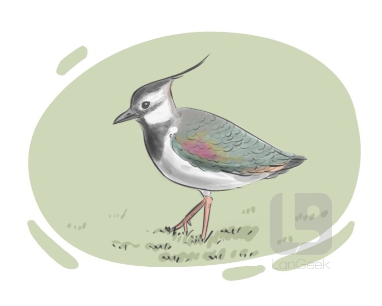 lapwing definition and meaning