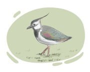 lapwing