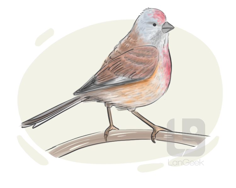 linnet definition and meaning
