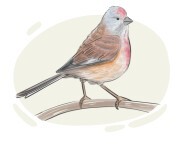 linnet