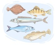 saltwater fish