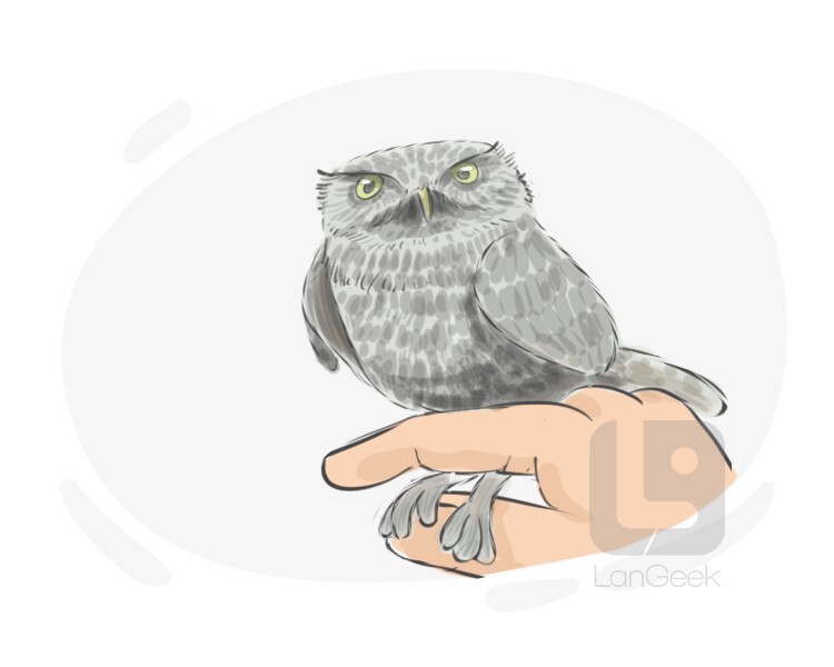 Definition & Meaning of "Little owl" LanGeek