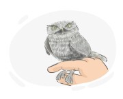 little owl