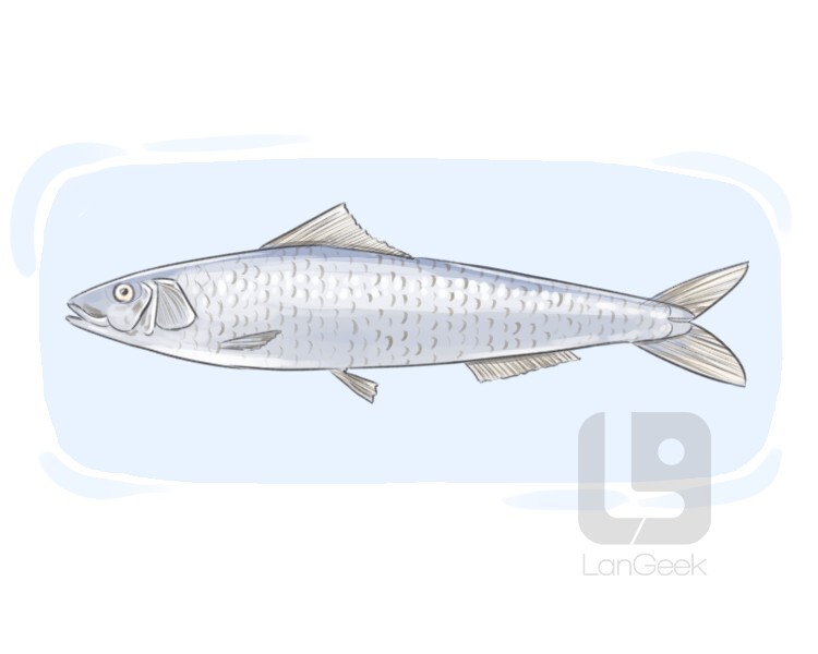 Definition & Meaning of "Sardina pilchardus" LanGeek