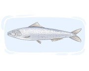 la sardine