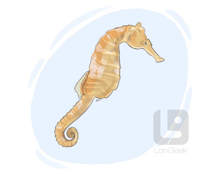 Fruits Basket Seahorse
