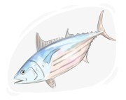 skipjack