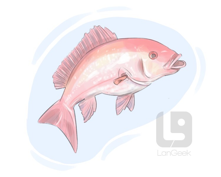 Definition & Meaning of "Snapper" LanGeek