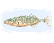 stickleback