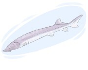 sturgeon