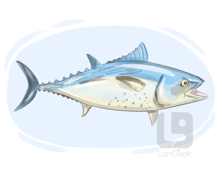bluefin tuna definition and meaning