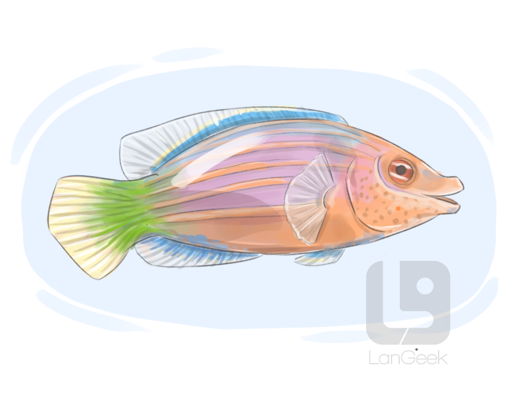 wrasse definition and meaning