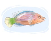 wrasse