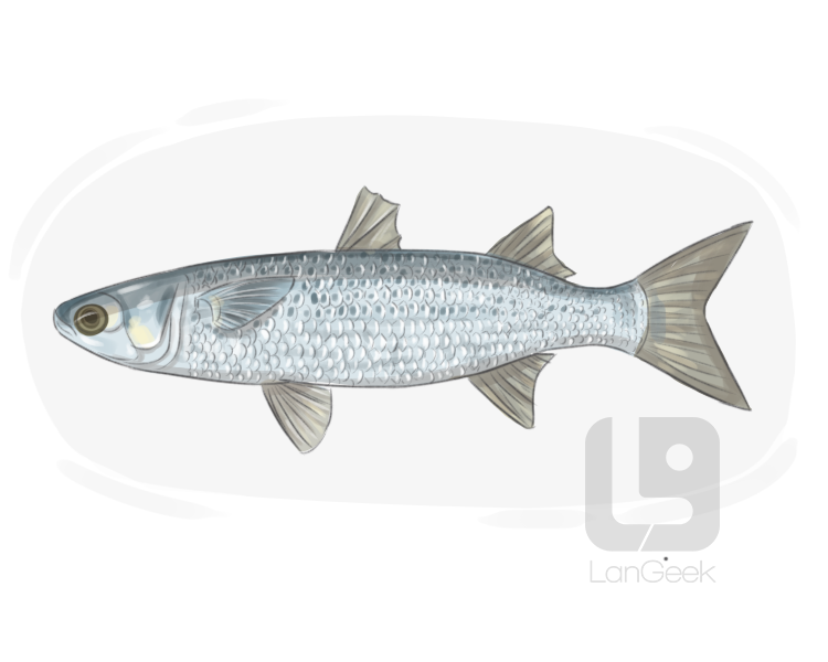 grey mullet definition and meaning