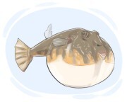 pufferfish