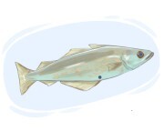 whiting