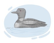 loon