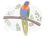 lorikeet