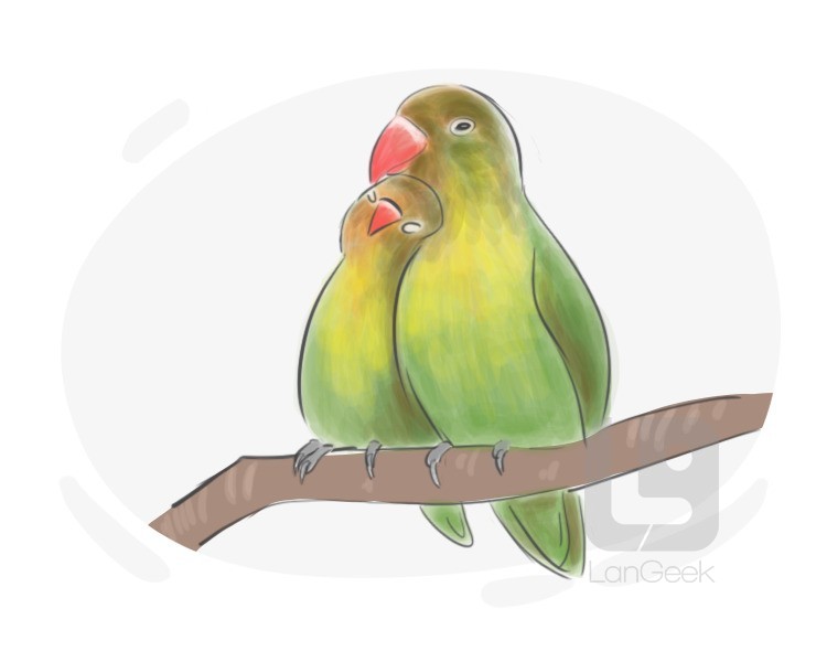 lovebird definition and meaning