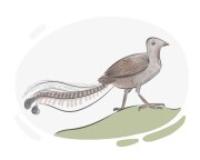 lyrebird