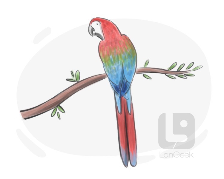 macaw definition and meaning