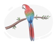 macaw