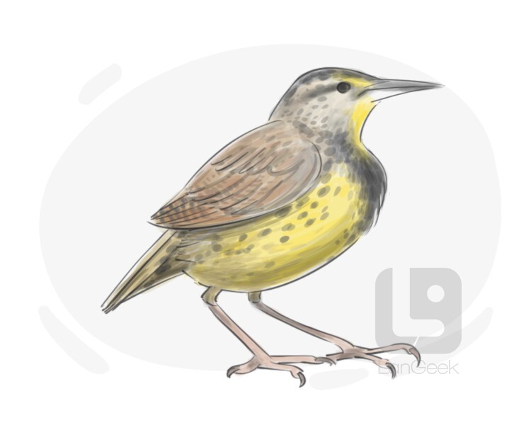 Definition & Meaning of "Meadowlark" LanGeek