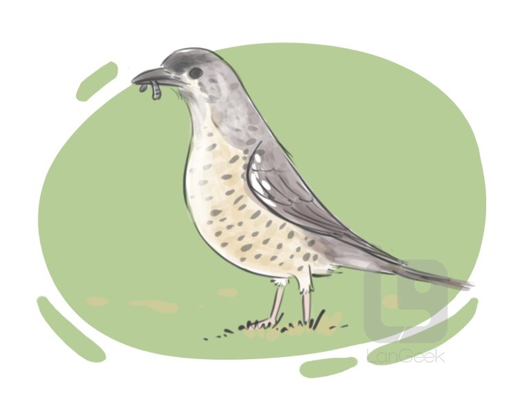 Definition & Meaning of "Missel thrush" LanGeek