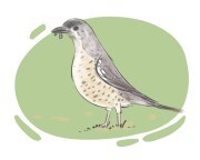 missel thrush