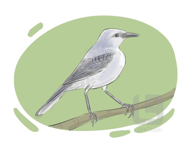 mockingbird definition and meaning