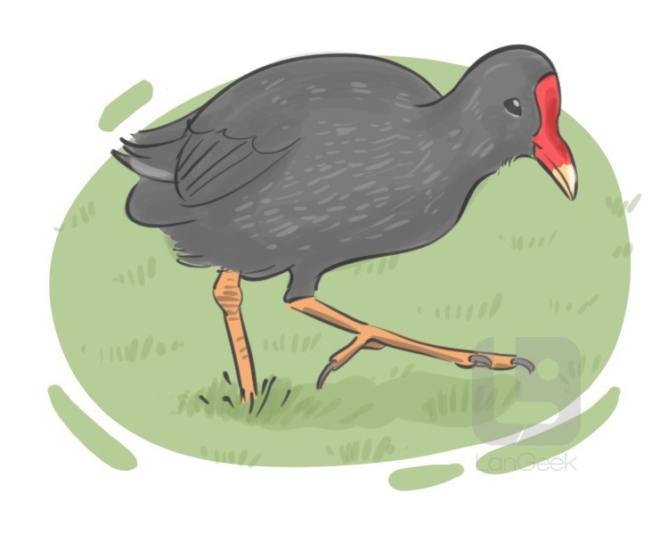 moorhen definition and meaning