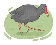 moorhen