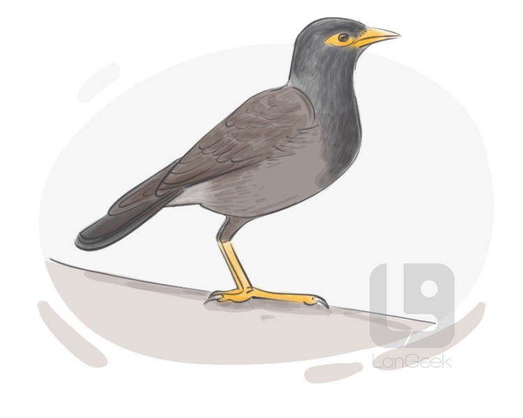 myna bird definition and meaning