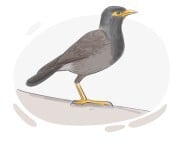 mynah