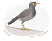 mynah