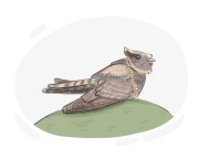 nightjar