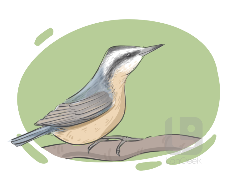nuthatch definition and meaning