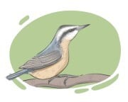 nuthatch